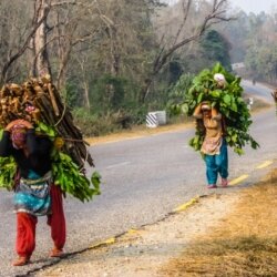 Women carrying firewood from a community-run forest in Daunne village of Nawalparasi district in Nepal