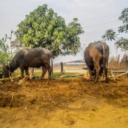 Two buffalo belonging to Bishwa Nath Chaudhary and his wife Malati Chaudhary