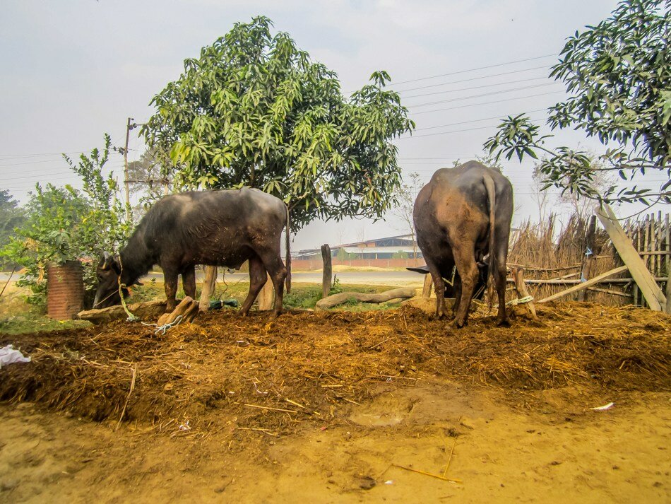 Two buffalo belonging to Bishwa Nath Chaudhary and his wife Malati Chaudhary